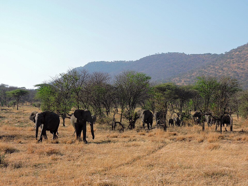 Safari — Serengeti